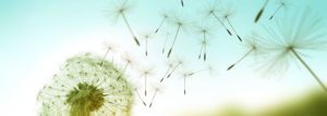 Grundlagenseminar mit Schwerpunktthemen: Allergie & Darmmikrobiom - Salzburg - 25. Mai 2019 @ Salzburg | Salzburg | Österreich